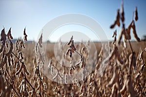 Close up on dried soy bean plants showing the pods