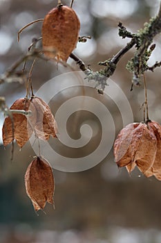 Staphylea, called bladdernuts on a tree in autumn, selective focus
