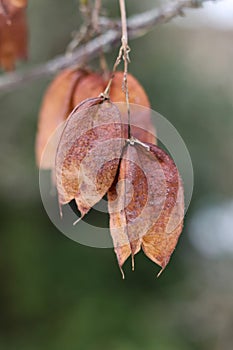 Staphylea, called bladdernuts on a tree in autumn, selective focus
