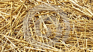 Close-up of dried straw to protect crops from drought, in vegetable garden