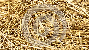 Close-up of dried straw to protect crops from drought, in vegetable garden