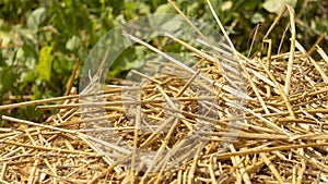 Close-up of dried straw to protect crops from drought, in vegetable garden