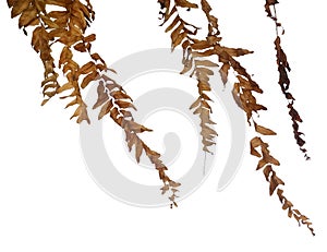 Close Up of Dried Tassle Ferns on White Background