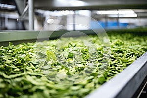 close up of dried tea leaves on conveyor belt