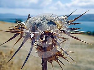 Close up of a dried up flower