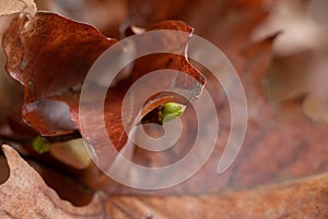 Close-up of a dried vine leaf