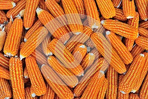 Close up  dried yellow corn kernels