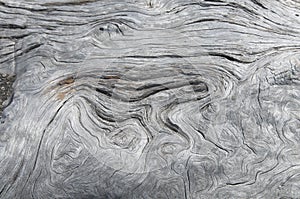 Close up of Driftwood