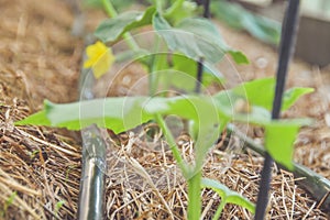 The close up of a drip irrigation system in a greenhouse