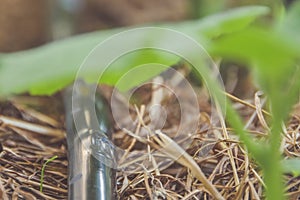 The close up of a drip irrigation system in a greenhouse