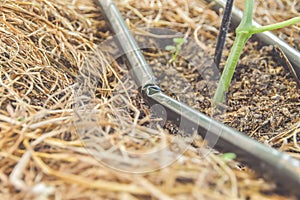 The close up of a drip irrigation system in a greenhouse