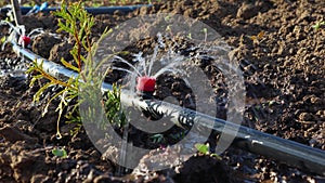 Close-up of a drip irrigation system nourishing young plants in rich garden soil while saving water