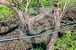 Close up. Drip irrigation system running along the vine trunk in vineyard