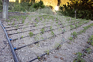 Close Up Drip Irrigation System. Water-saving drip irrigation system used in a tomato field.