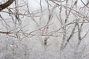 Close Up of Dripping Icicles on Ice Encased Branches of a Maple Tree