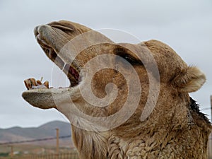 Close up of a dromedary or Arabian camel