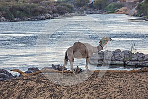 Close up of a dromedary on a bank of the Nile photo