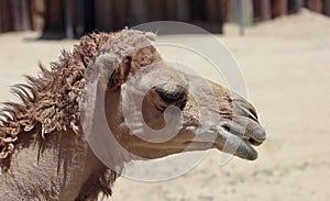 A Close Up of a Dromedary Camel