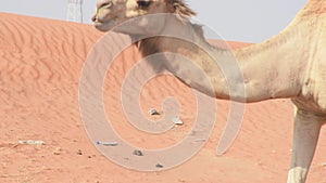 Close up of a dromedary camel Camelus dromedarius in desert sand dunes of the UAE near Ghaf Trees.