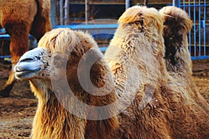 Close up of a Dromedary muzzle