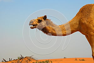 Close up of dromedary neck and head eating grass with red orange sand dune