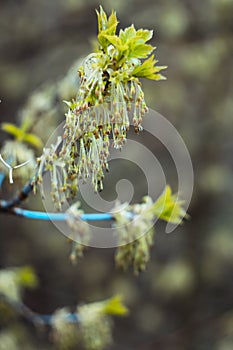 Close up drooping clusters of maple tree plant concept photo
