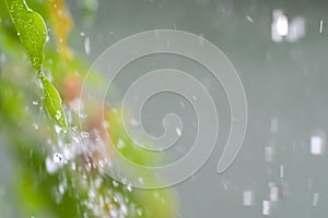 Close up drop of rain falling from green leaf with splashing water drops