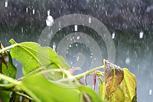 Close up drop of rain falling from green leaf with splashing water drops background