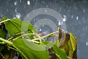 Close up drop of rain falling from green leaf with splashing water drops background