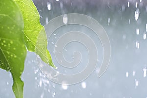 Close up drop of rain falling from green leaf with splashing water drops background