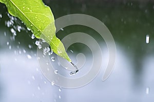 Close up drop of rain falling from green leaf with splashing water drops background.