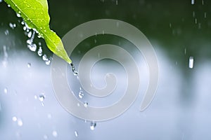 Close up drop of rain falling from green leaf with splashing water drops background. Ecology concept