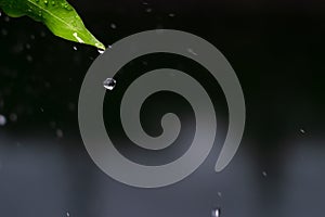 Close up drop of rain falling from green leaf with splashing water drops on dark background