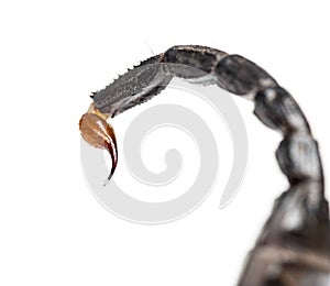 Close-up of a drop of venom on the tail of a Emperor scorpion photo