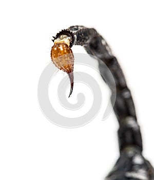 Close-up of a drop of venom on the tail of a Emperor scorpion photo