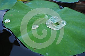 Close-up of a drop of water on lotus leaf