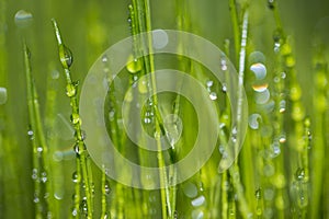 Close up of droplets of water on fresh green grass