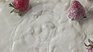 Close-up drops of milk and a sweet ripe red strawberry fruit falls into a white plate with milk splashes. Top view. Slow