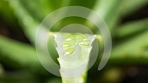 Close up of drops of rain on aloe vera