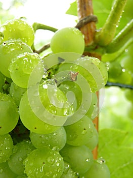 Close Up of Drops on Ripe Grape Cluster on Vine