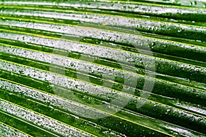 Close up of drops of water at palm leave in the Palm House at Kew Gardens in London,UK