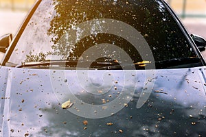 Close up drops of yellow leaves and flowering trees on a dirty car windscreen and hood. Parked a car under the tree. Front view of