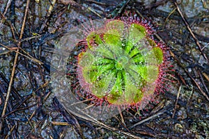 Close up Drosera burmannii Vahl  Carnivorous plant with water drop in the morning