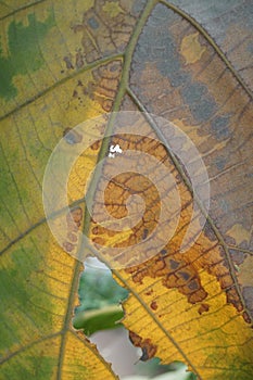 Druty dry leaf texture