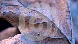 Close-up of dry autumn leaf, micro