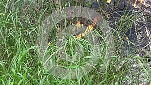 Close up dry branches burn fire flame in dense grass. 4K