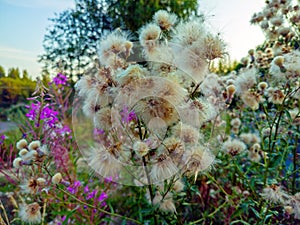 Close-up dry burdock bush