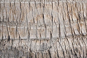 Dry coconut bark tree texture