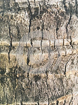 Dry Coconut bark tree texture