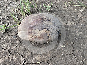 Dry coconut on the ground